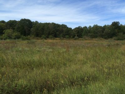 一個小草原的圖像，背景中有樹木；這些區域提供巢穴覆蓋，並具有多種植物種，使它成為許多物種的重要棲息地。