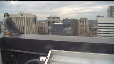 河濱廣場大廈的邊緣扶手上的雄性獵鷹 