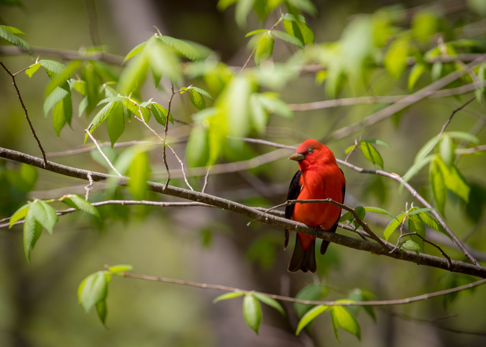 湯普森 WMA 拍攝的一隻紅色戰車的圖像