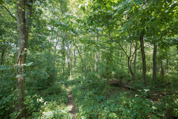 韋斯頓 WMA 充滿茂密的落葉森林