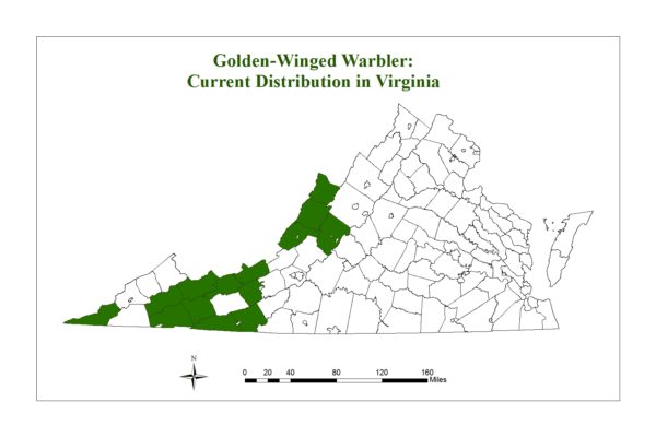 金翅只在弗吉尼亞州山區的少數縣發現