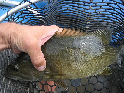 傷口癒合的魚的圖像