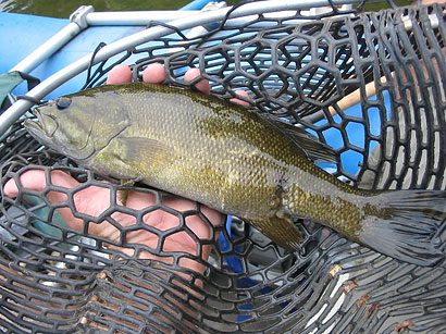 一隻有傷口癒合的小嘴巴士的圖像