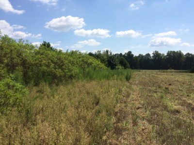 可以通過允許草本植物在它們附近生長 30 '左右，來增強灌木柵欄和田野邊界。 