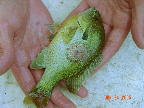 紅胸太陽魚在生長的早期階段有圓形損傷的圖像