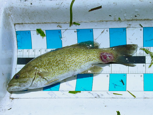 帶有感染病變的小口腔體的圖像