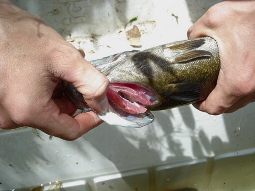 有白色斑點的小嘴巴變色帶的圖像