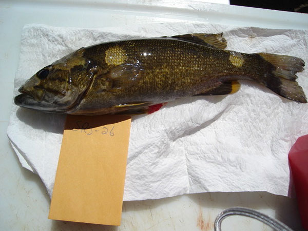 帶有組織去色的小嘴巴士的圖像