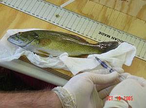 一位生物學家從受感染的小嘴巴拿血樣本的圖像