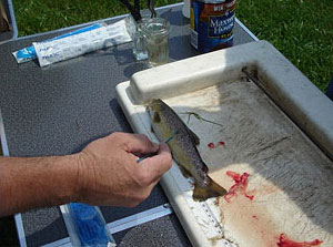 一個生物學家擦一條小魚以尋找疾病的圖像