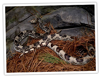 松蛇的圖像，具有獨特的棕褐色和深棕色斑點