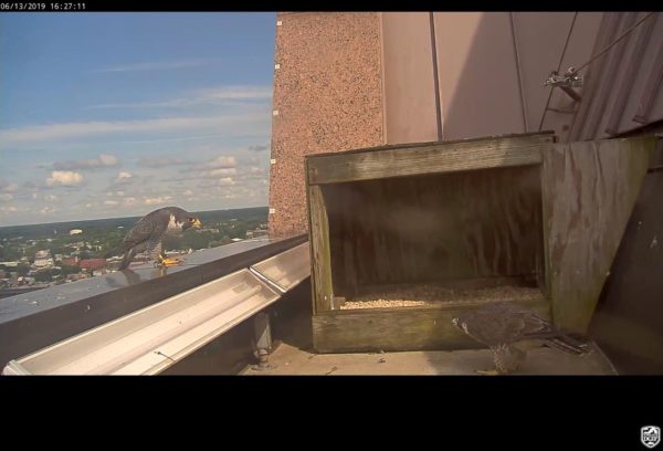 里士滿對（雄性左，女性在右側）在巢箱旁邊看著對方。