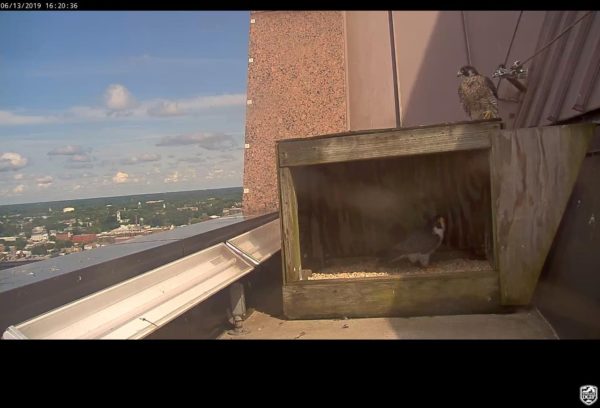 列治文對（男性在箱子裡，女性在右上）在巢箱 