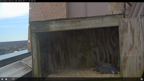 男性致力於創造刮痕，而女性則坐在盒子的頂部。 