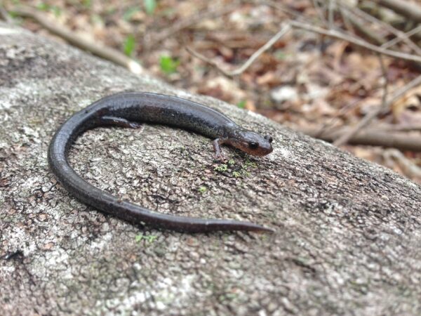 山谷和山脊薩拉曼德的圖像