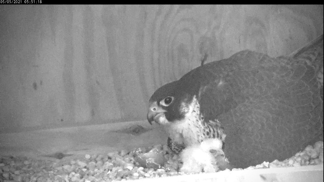 兩隻小雞在母親下過夜孵化