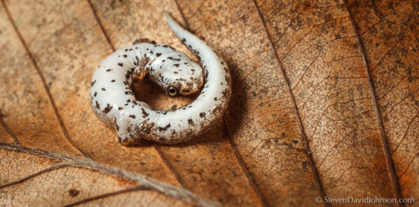 四腳薩拉姆的圖像