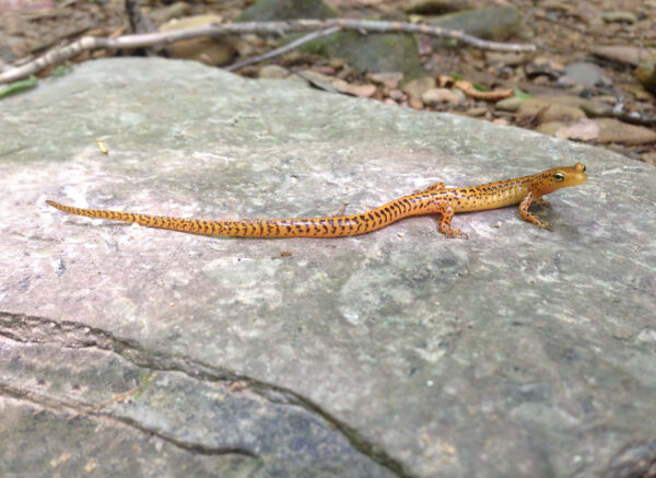 東部長尾山鼠的圖像