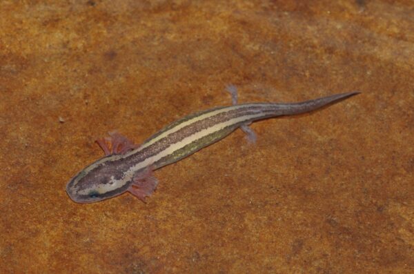 普通泥狗的圖像