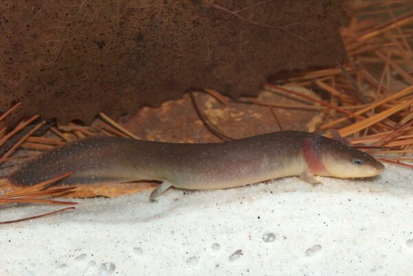 矮人水狗的圖像