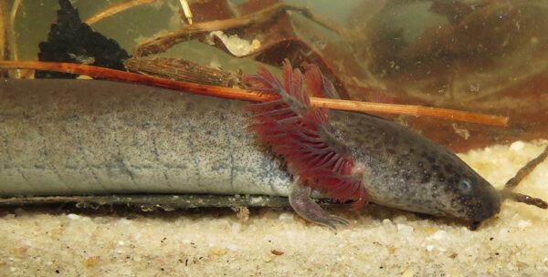 東方小警報的圖像