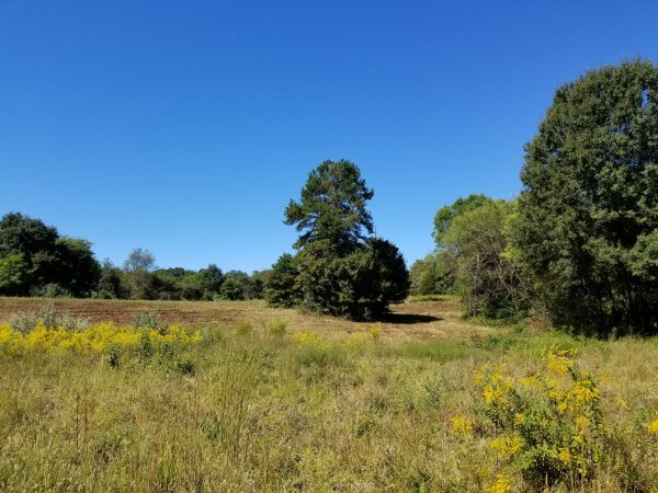 樹木稀疏的草地圖像，是一個理想的棲息地