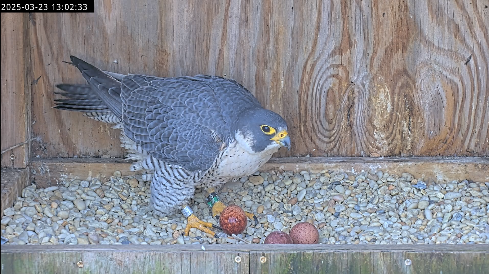 列治文雌鷹 95 /AK 在 3 月 23 號星期日（星期日）產下第三個蛋後幾秒鐘。