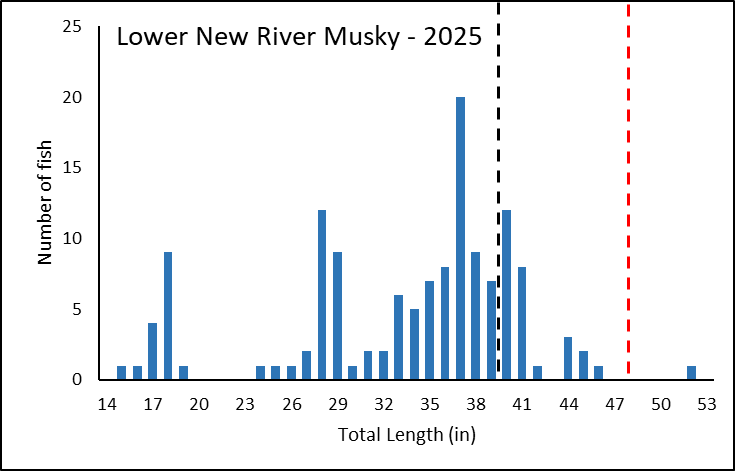 在2025新河採集的麝香魚的長度頻率長條圖。