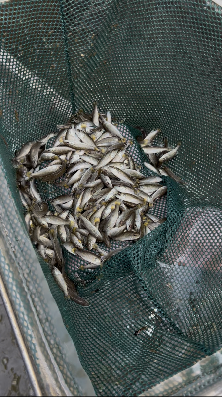 用網子捕撈的小魚苗。