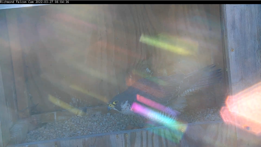 雌鷹和三個雞蛋。