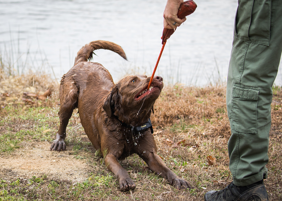 布魯諾和他的警官一起玩耍,為狗狗保持訓練有趣和吸引力很重要