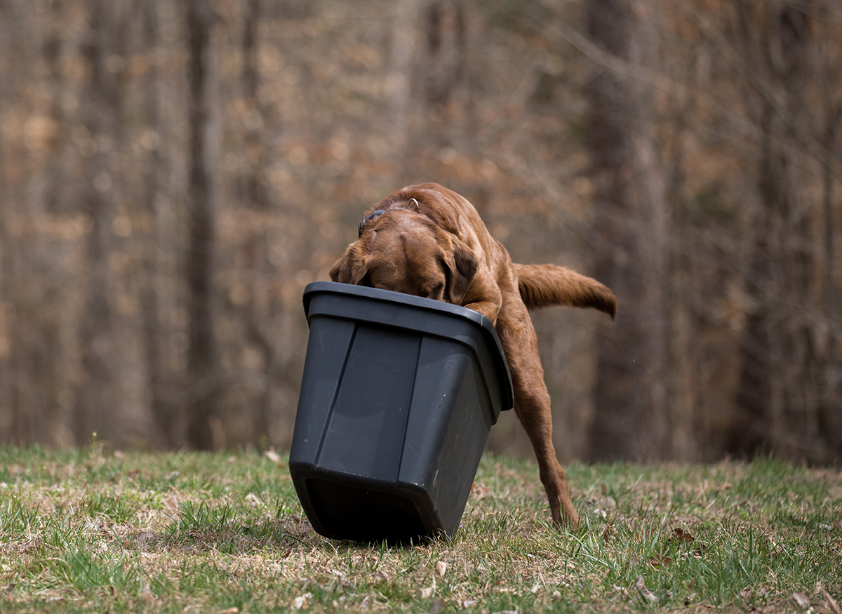 Bruno 對完成工作的熱情顯現在他發現在容器中的野生動物肉。