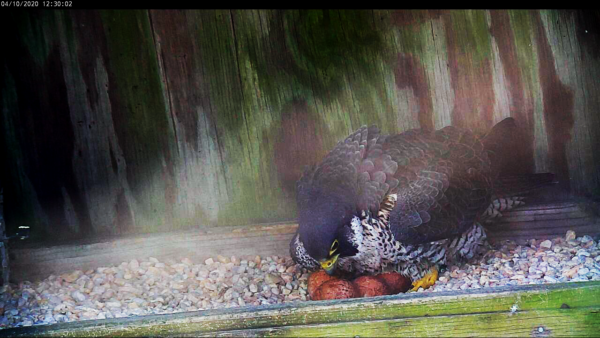 雌性孵化四個雞蛋