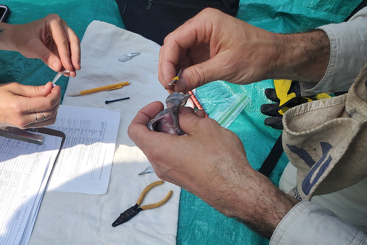 兩位生物學家圍繞著一隻紅雞的雀鳥。