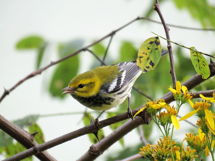 在樹上的黑喉綠雀的圖像