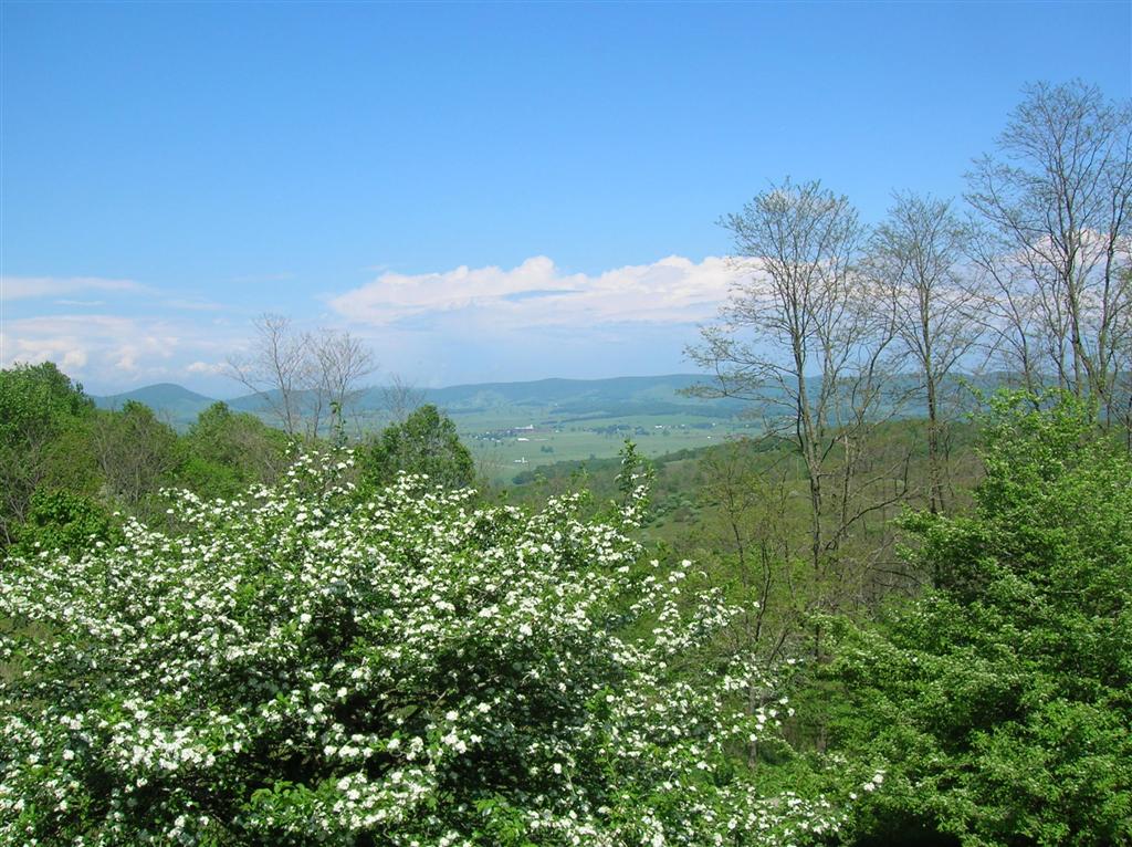 一個高海拔花園的圖像，前景有一棵叢林，在前景，俯瞰著山脈的鮮豔白色花朵