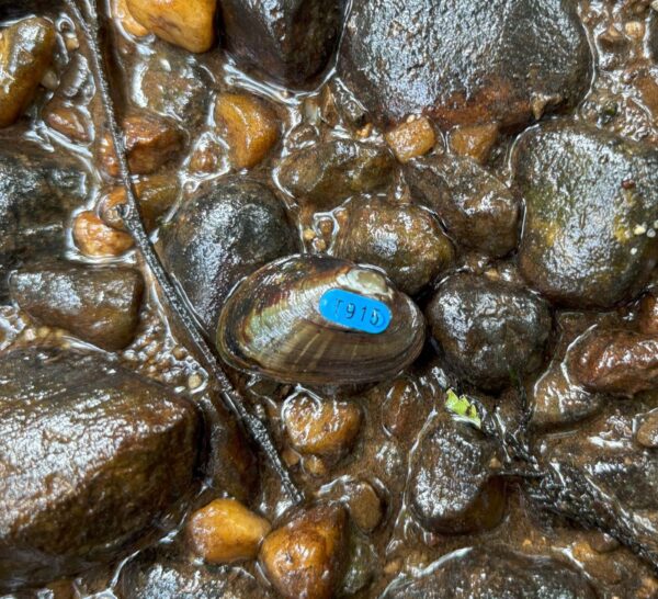 矮人韋傑穆塞爾的圖像