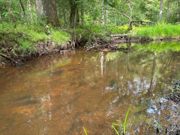 可能會遇到 Dwarf Wedgemussel 的典型棲息地。