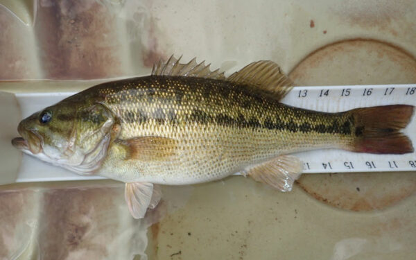 阿拉巴馬州貝斯的圖像