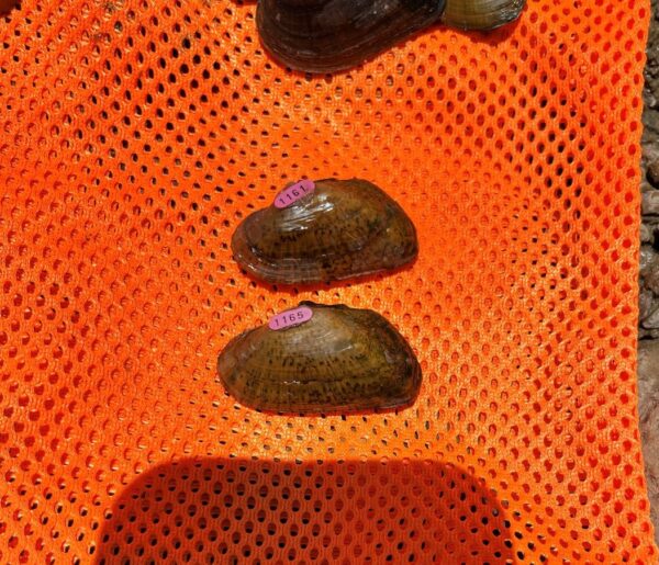 艾爾克托的圖像