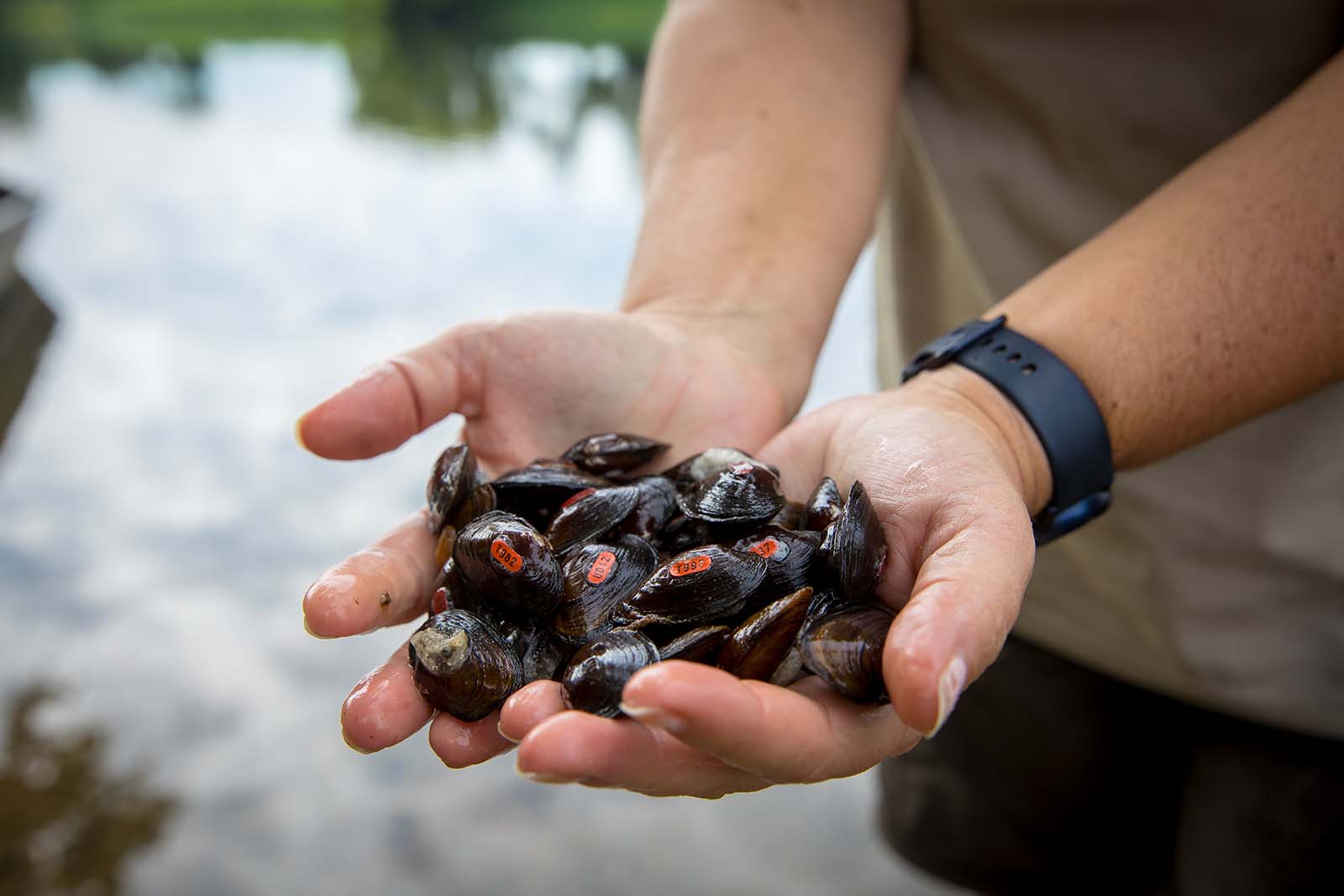 手握著標籤的淡水