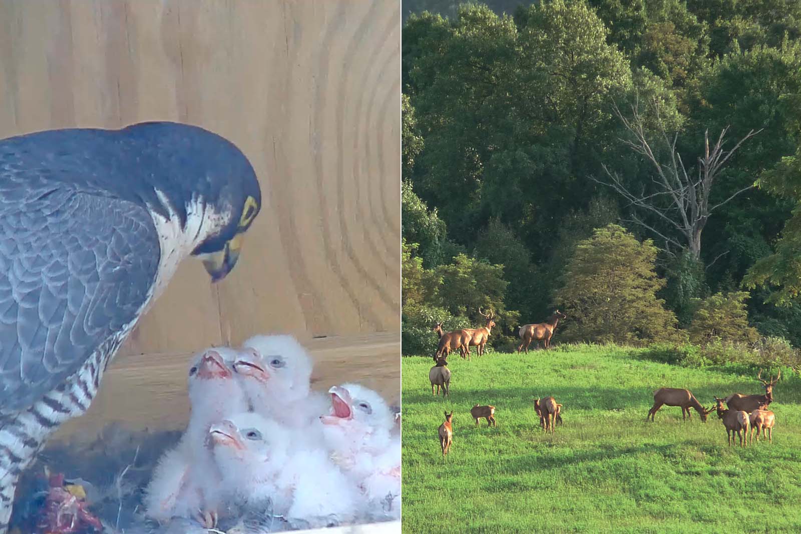 獵鷹父母餵養小雞；一群山鹿站在田野