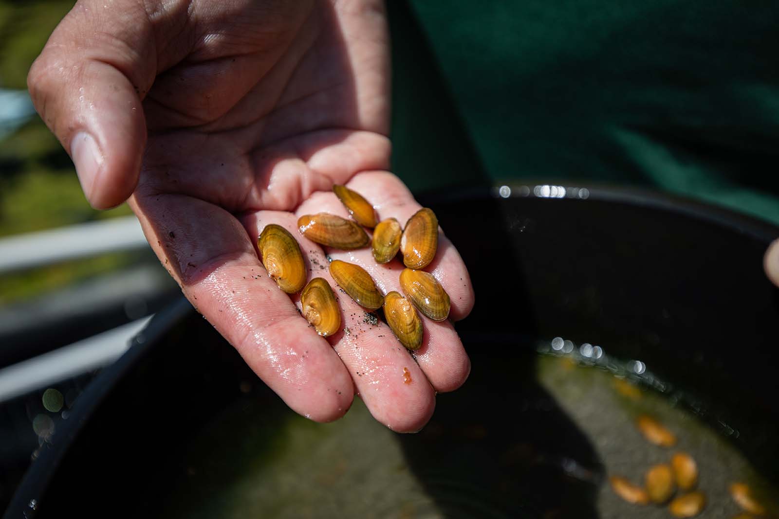 一隻手拿著幾隻棕色貝