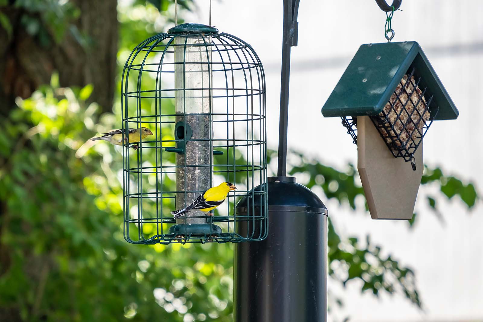 有兩隻黃色和黑色的鳥飼料器