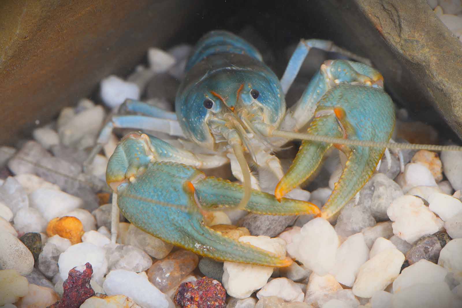 大沙螫魚繁殖