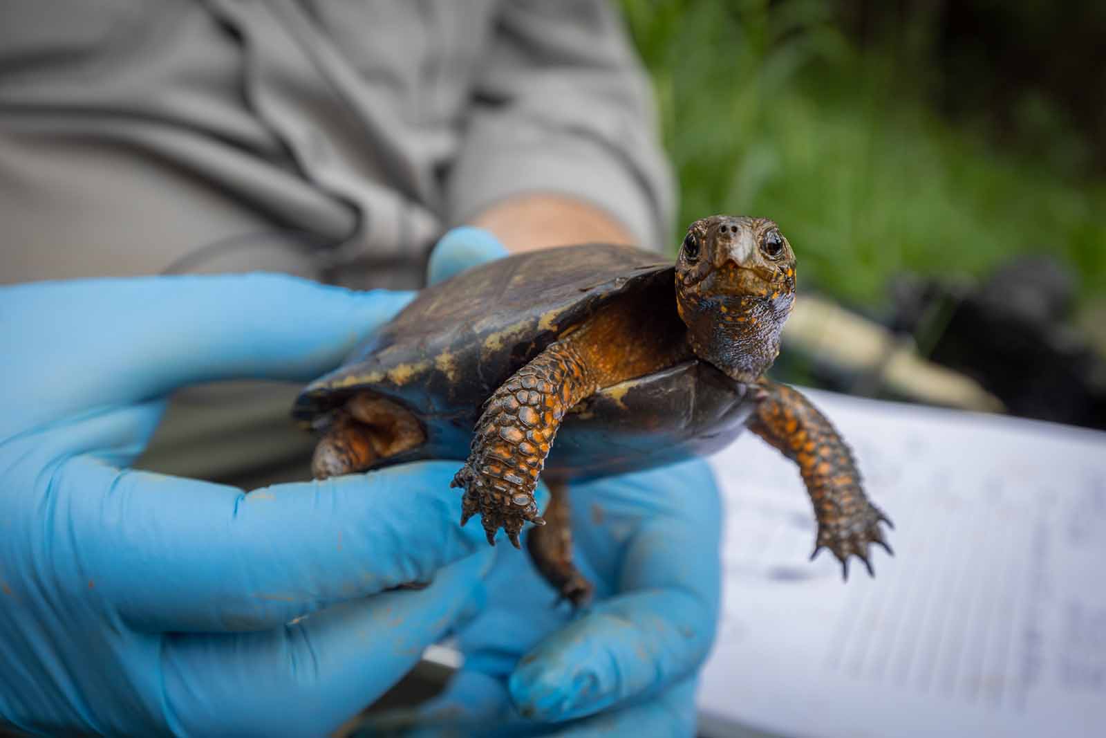 擴大對沼澤龜分佈的認識