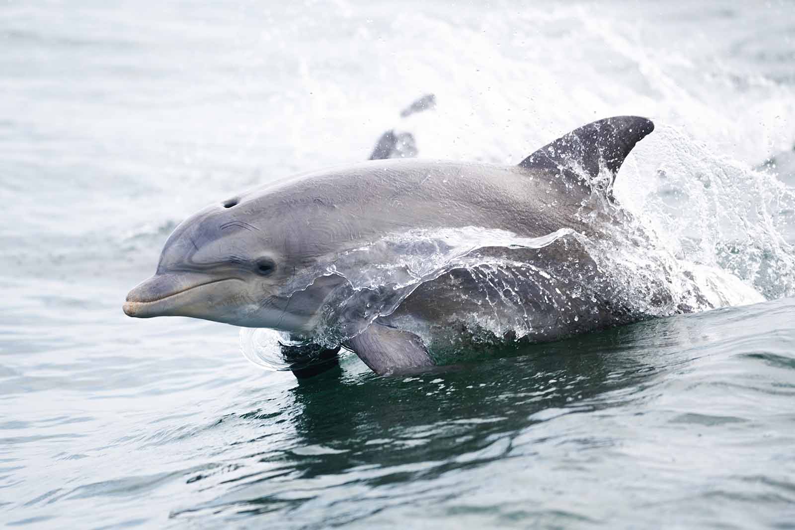 已制定海龜與海洋哺乳類動物保育計畫