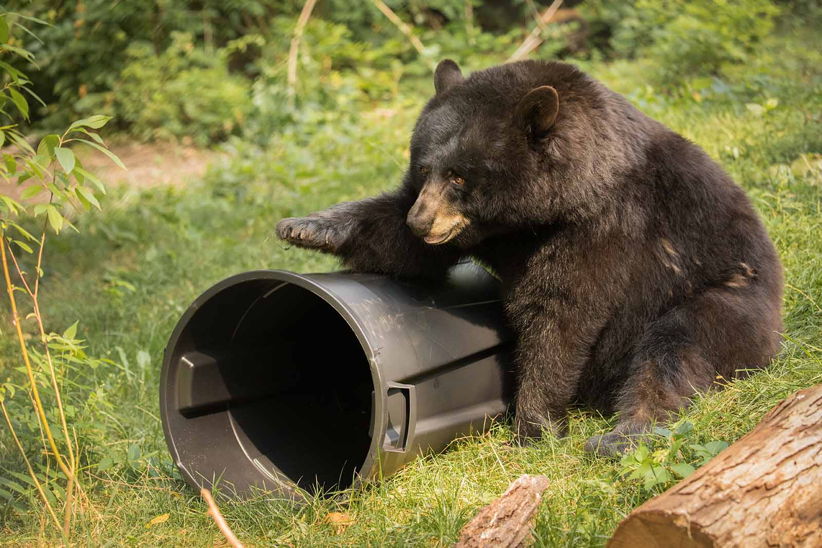 人類與野生動物衝突專家受聘