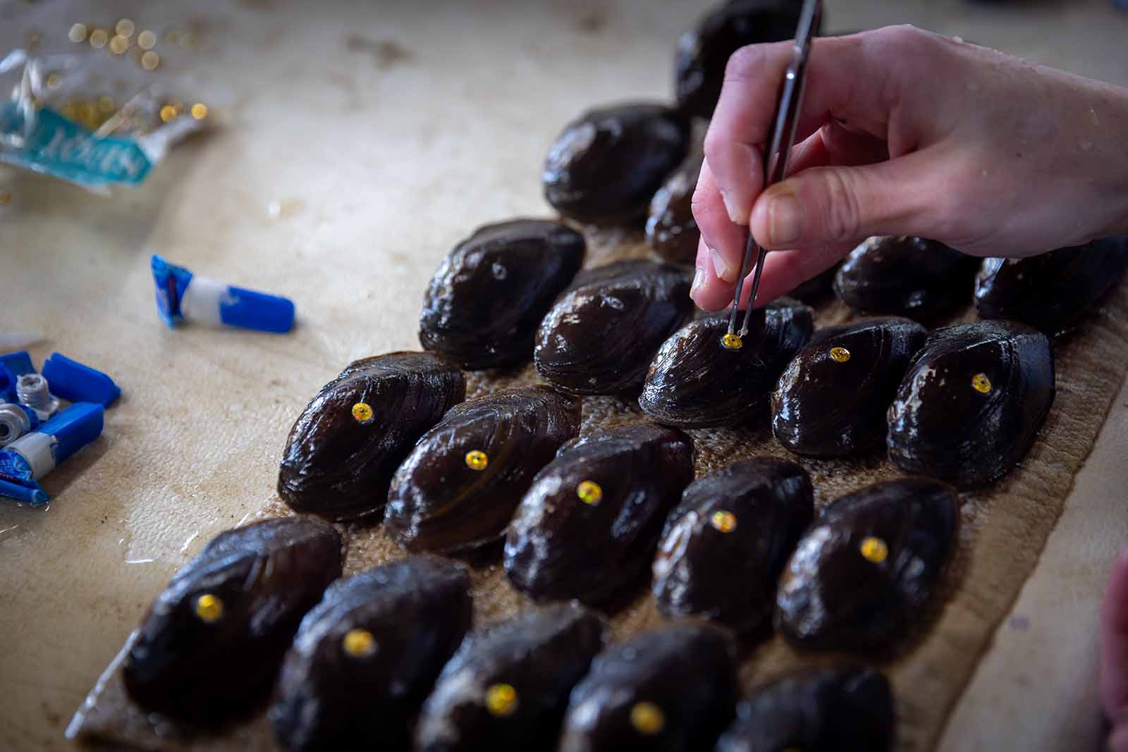 蚌類繁殖與釋放