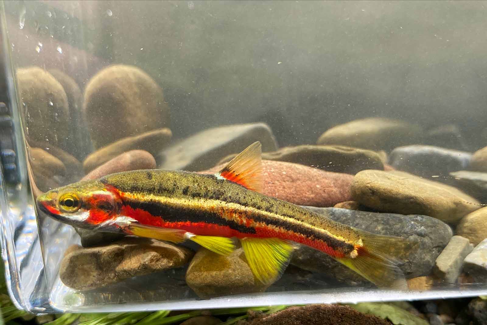 發現田納西鱒魚